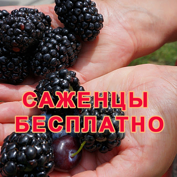 БЕСПЛАТНЫЕ САЖЕНЦЫ ПОЧТОЙ
