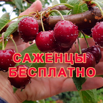БЕСПЛАТНЫЕ САЖЕНЦЫ ПОЧТОЙ