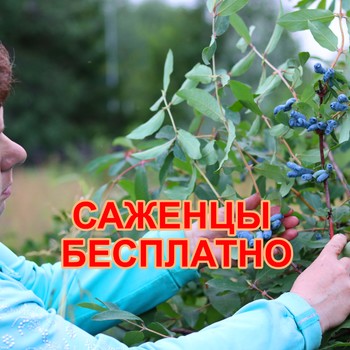 БЕСПЛАТНЫЕ САЖЕНЦЫ ПОЧТОЙ