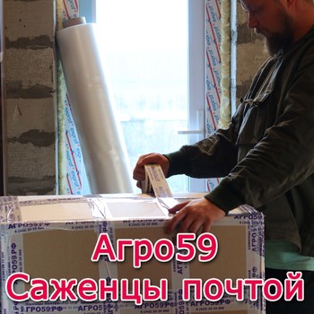 Заказать саженцы почтой