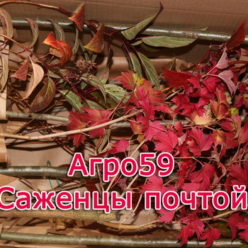 Саженцы доставка почтой