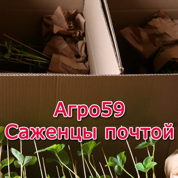 Саженцы доставка почтой