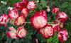 Роза "JUBILE DU PRINCE DE MONACO" ("Юбилей Принца Монако", "Jubile du Prince de Monaco", Floribunda, Meilland, 2000) (САЖЕНЦЫ РОЗ ЧАЩЕ ВСЕГО ОТПРАВЛЯЕМ УЖЕ С БУТОНАМИ ИЛИ ЦВЕТУЩИМИ)