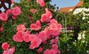 Роза "РОЗАРИУМ ЮТЕРСЕН" ("Rosarium Uetersen") (САЖЕНЦЫ РОЗ ЧАЩЕ ВСЕГО ОТПРАВЛЯЕМ УЖЕ С БУТОНАМИ ИЛИ ЦВЕТУЩИМИ)