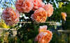 Роза "ABRAHAM DARBY" ("Абрахам Дерби", "Abraham Darby", English Rose, David Austin, 1985) (САЖЕНЦЫ РОЗ ЧАЩЕ ВСЕГО ОТПРАВЛЯЕМ УЖЕ С БУТОНАМИ ИЛИ ЦВЕТУЩИМИ)