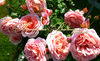 Роза "ABRAHAM DARBY" ("Абрахам Дерби", "Abraham Darby", English Rose, David Austin, 1985) (САЖЕНЦЫ РОЗ ЧАЩЕ ВСЕГО ОТПРАВЛЯЕМ УЖЕ С БУТОНАМИ ИЛИ ЦВЕТУЩИМИ)