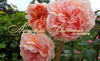 Роза "ABRAHAM DARBY" ("Абрахам Дерби", "Abraham Darby", English Rose, David Austin, 1985) (САЖЕНЦЫ РОЗ ЧАЩЕ ВСЕГО ОТПРАВЛЯЕМ УЖЕ С БУТОНАМИ ИЛИ ЦВЕТУЩИМИ)