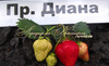 Диана (ремонтантная)
