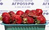 Клубника АРОМАС (КРУПНОМЕР! ОГРОМНЫЙ КУСТ, УРОЖАЙ В ГОД ПОСАДКИ)