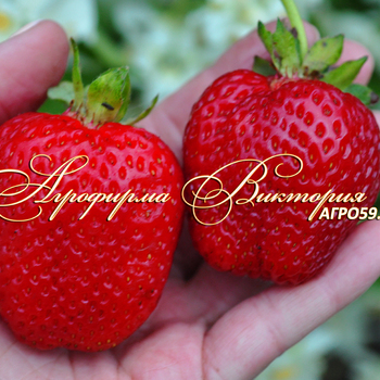Сорта клубники