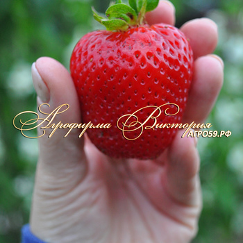 Сорта клубники