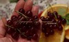 Смородина "ПЕРВЫЙ СМОРОДИНОВЫЙ ИЗЮМ" ("Premiere Groseille Raisin", Франция) (КРУПНОМЕР! ОГРОМНЫЙ КУСТ, УРОЖАЙ В ГОД ПОСАДКИ) 
