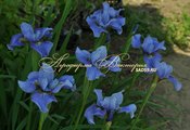 Ирисы сибирские Ирисы сибирские