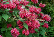 Монарда гибридная Монарда гибридная