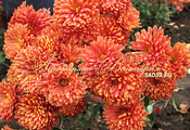 Хризантема корейская Хризантема корейская