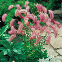 Кровохлёбка тупая розовая Кровохлёбка тупая розовая