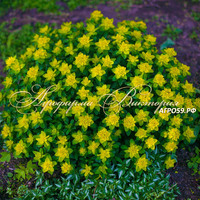 Молочай садовый (эуфорбия) Молочай садовый (эуфорбия)