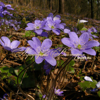 Печеночница благородная Печеночница благородная