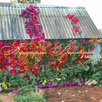 Девичий виноград Девичий виноград