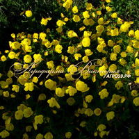 Энотера многолетняя Энотера многолетняя