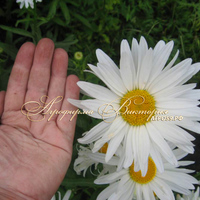 Ромашка садовая (Нивяник) сорт Аляска Ромашка садовая (Нивяник) сорт Аляска