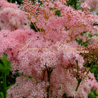 Лабазник (филипендула) Элеганс Лабазник (филипендула) Элеганс