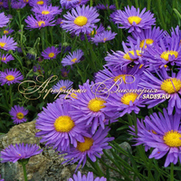 Астра альпийская Астра альпийская