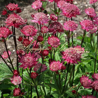 Астранция карниольская сорт Рубра Астранция карниольская сорт Рубра