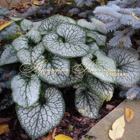 Бруннера крупнолистная Жак Фрост Бруннера крупнолистная Жак Фрост