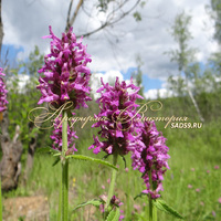 Буквица лекарственная Буквица лекарственная