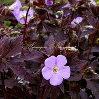Герань Эспрессо Герань Эспрессо