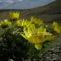 Адонис весенний Адонис весенний