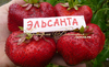 Клубника ЭЛЬСАНТА (КРУПНОМЕР! ОГРОМНЫЙ КУСТ, УРОЖАЙ В ГОД ПОСАДКИ)