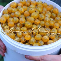 Желтый крыжовник РУССКИЙ ЖЕЛТЫЙ (Россия, Мичуринск) (КРУПНОМЕР! ОГРОМНЫЙ КУСТ, УРОЖАЙ В ГОД ПОСАДКИ)