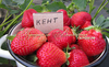 Клубника КЕНТ ("Kent", Канада) Клубника КЕНТ ("Kent", Канада)
