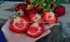 Клубника КОКИНСКАЯ ЗАРЯ