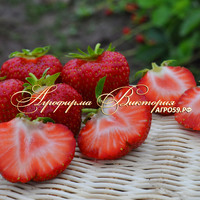 Клубника ВИМА ЗАНТА (КРУПНОМЕР! ОГРОМНЫЙ КУСТ, УРОЖАЙ В ГОД ПОСАДКИ) Клубника ВИМА ЗАНТА (КРУПНОМЕР! ОГРОМНЫЙ КУСТ, УРОЖАЙ В ГОД ПОСАДКИ)