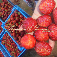 Клубника КИМБЕРЛИ (КРУПНОМЕР! ОГРОМНЫЙ КУСТ, УРОЖАЙ В ГОД ПОСАДКИ) Клубника КИМБЕРЛИ (КРУПНОМЕР! ОГРОМНЫЙ КУСТ, УРОЖАЙ В ГОД ПОСАДКИ)