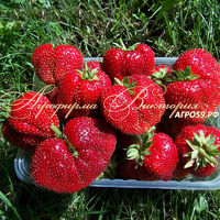 Клубника ВИМА КСИМА Клубника ВИМА КСИМА