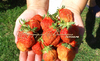 Клубника СУДАРУШКА (Россия)