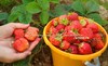 Клубника СУДАРУШКА (Россия)