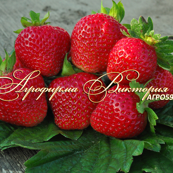 Сорта клубники