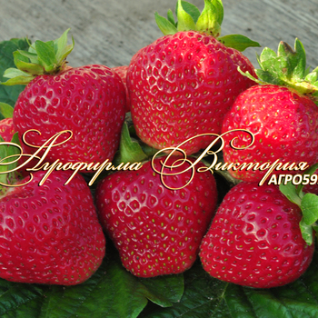 Сорта клубники