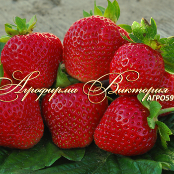 Сорта клубники