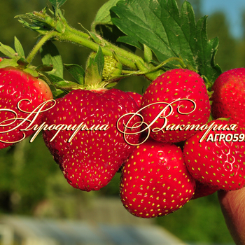 Сорта клубники