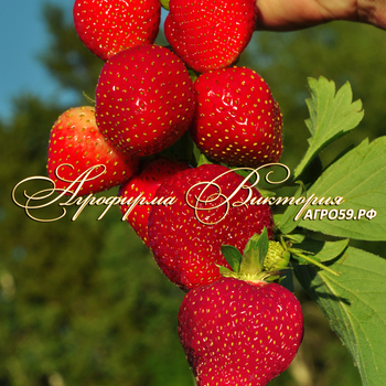 Сорта клубники