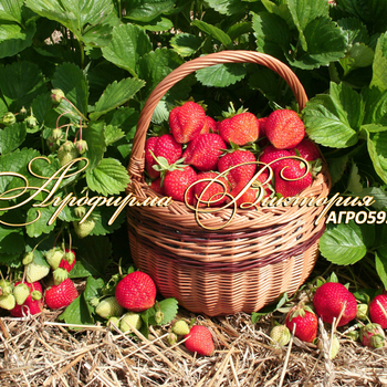 Сорта клубники