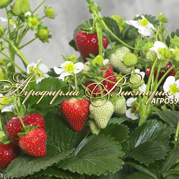 Сорта клубники