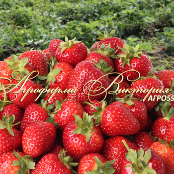 Сорта клубники