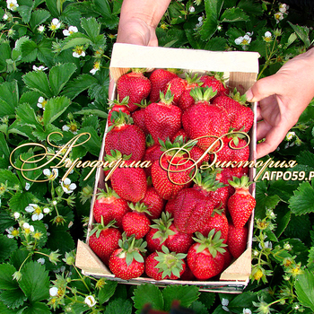 Сорта клубники